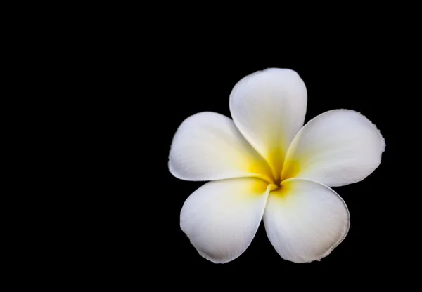 White plumeria flower — Stock Photo, Image
