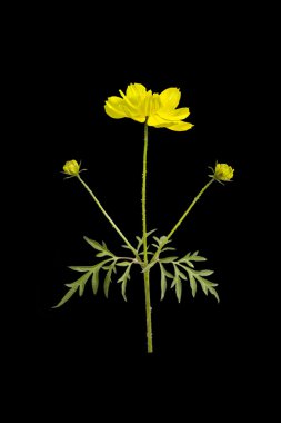 Kükürt cosmos çiçek