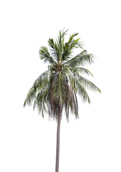 Planta de coco — Foto de Stock