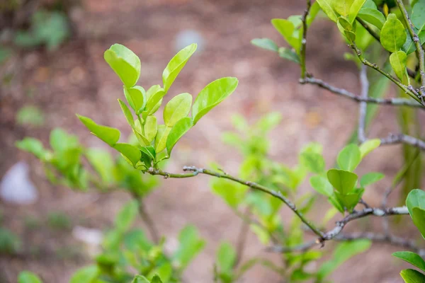 Kaffir lime leaf — Stock Photo, Image