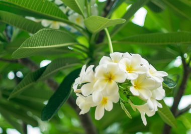Plumeria çiçek