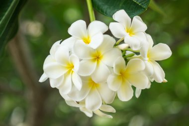 Plumeria çiçek