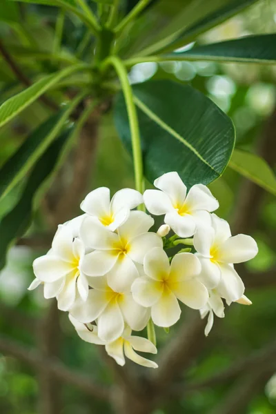 Flor de Plumeria — Foto de Stock