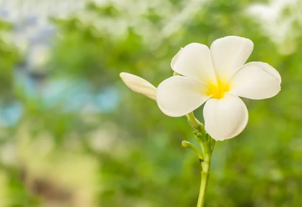 Plumeria květ — Stock fotografie