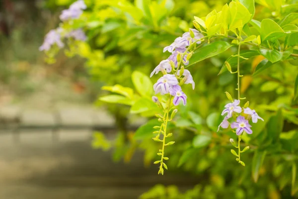 Taubenbeerenblüte — Stockfoto