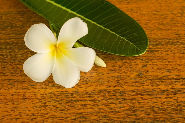 Vit plumeria blomma — Stockfoto