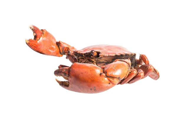 Streamed crab — Stock Photo, Image