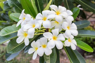 Frangipani çiçekler 