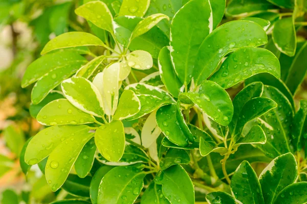 Leaf of dwarf umbrella tree — Stock Photo, Image