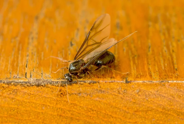 Mężczyzna mrówka z skrzydła — Zdjęcie stockowe