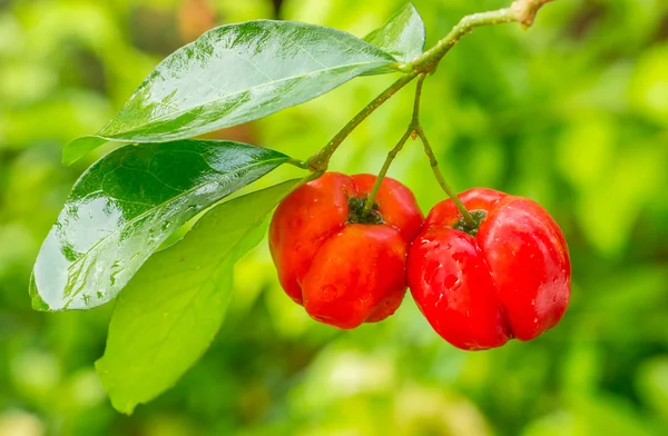 Acerola meyve — Stok fotoğraf