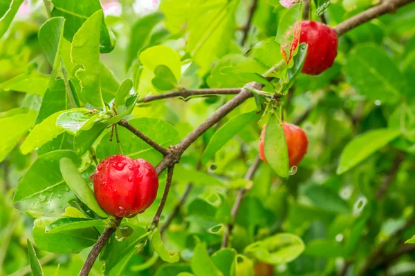 stock image acerola 