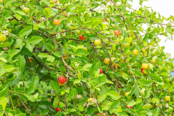 Acerola. — Stock fotografie