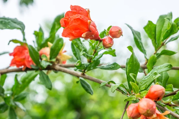 Flor de romã — Fotografia de Stock