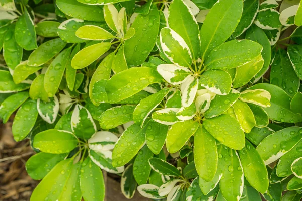 cüce şemsiye ağacının yaprak