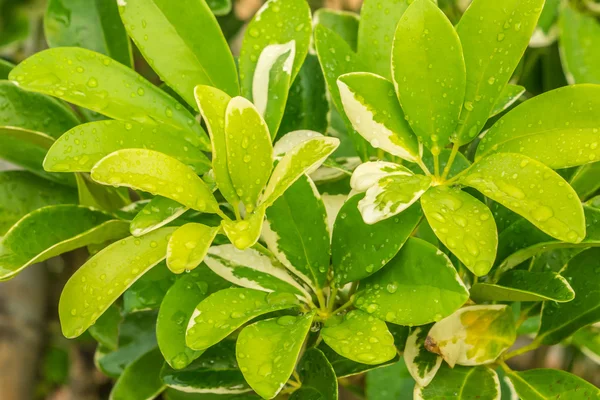 Leaf of dwarf umbrella tree — Stock Photo, Image