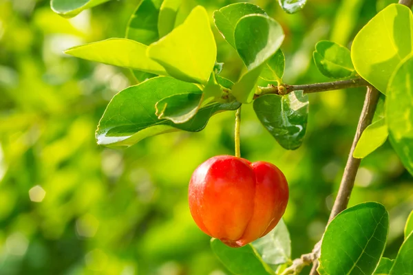 Acerola frukt Stockbild