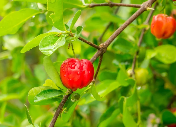 Acerola Royaltyfria Stockfoton