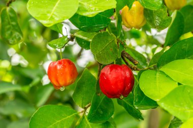 Acerola 