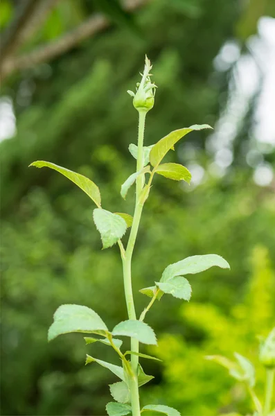 Rose bud — Stock Photo, Image