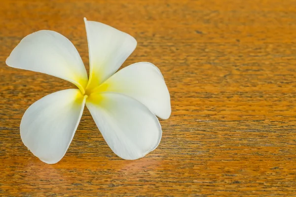 Vit plumeria blomma — Stockfoto