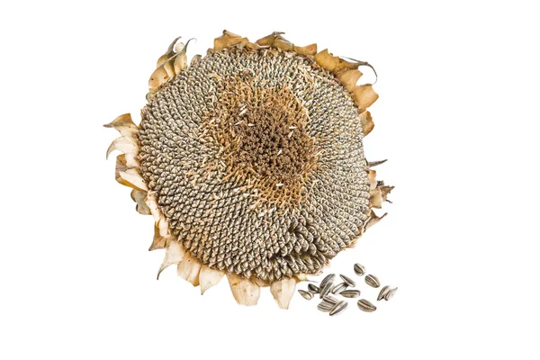 Girasol seco y semillas — Foto de Stock