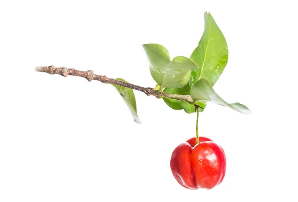 Acerola meyve — Stok fotoğraf