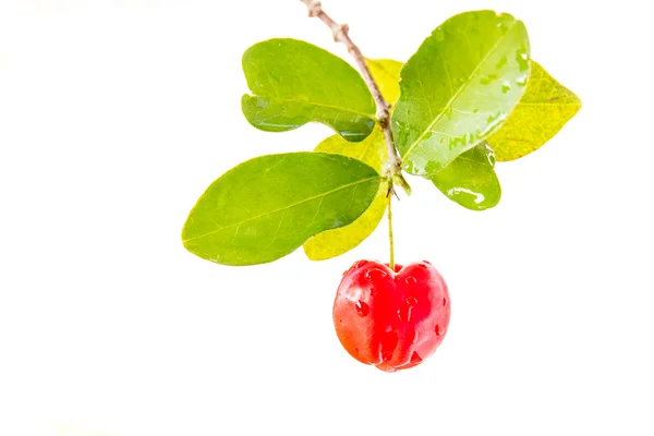 Acerola meyve — Stok fotoğraf