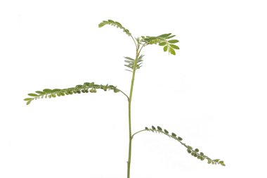 Kadın patlıcan (bitki)