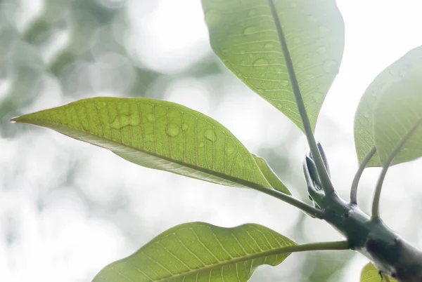 Plumeria yaprak — Stok fotoğraf