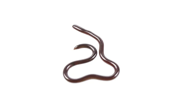 Serpente filo — Foto Stock