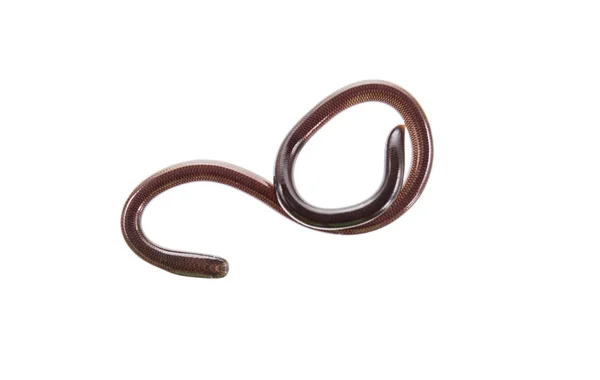 İş parçacığı yılan