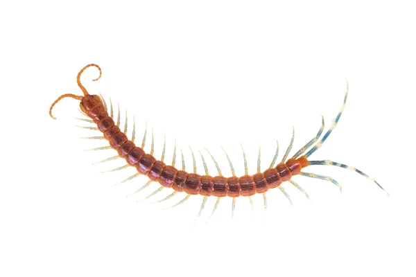 Centipede isolated on white — Stock Photo, Image