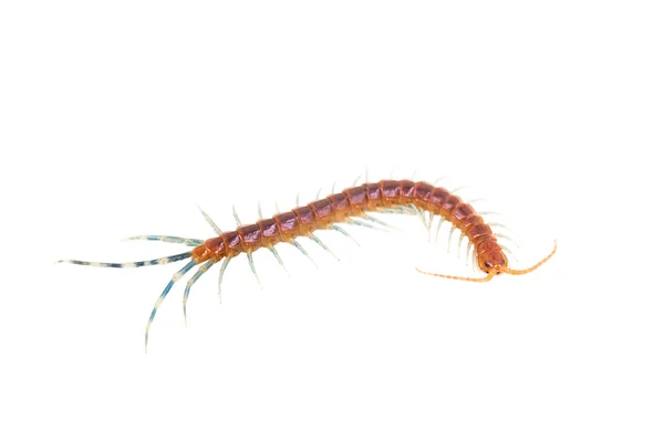 Centipede isolated on white — Stock Photo, Image