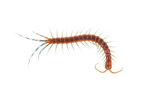 Centipede isolated on white — Stock Photo, Image