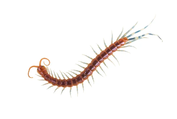 Centipede isolated on white — Stock Photo, Image