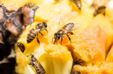 tatlı toplanan arı