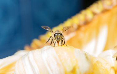 tatlı toplanan arı