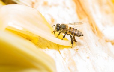 tatlı toplanan arı