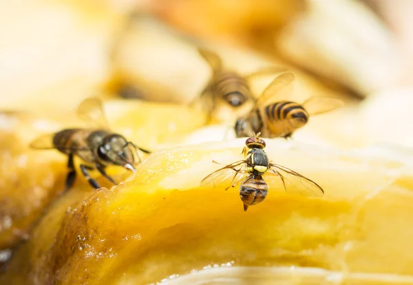 Mosca de fruta — Foto de Stock