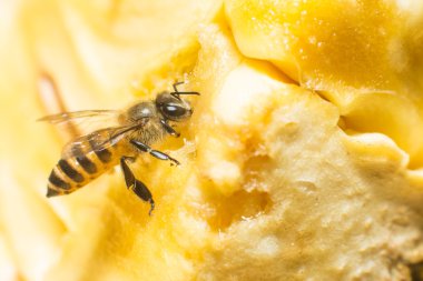 tatlı toplanan arı