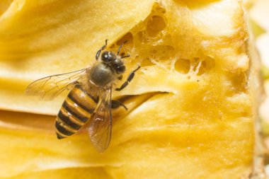 tatlı toplanan arı