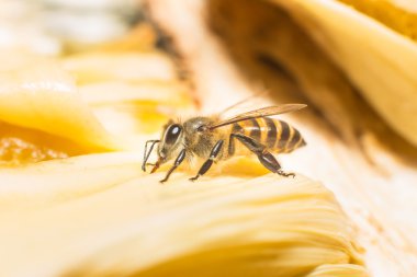 tatlı toplanan arı
