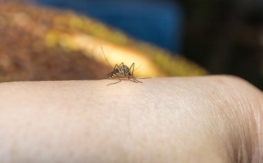 mosquito  clipart