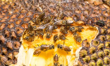 tatlı toplanan arı