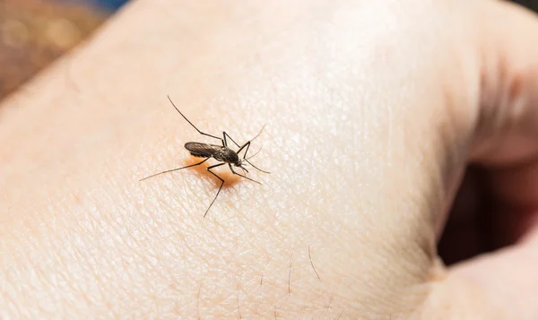 Mosquito — Fotografia de Stock