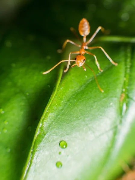 Hormiga roja — Foto de Stock