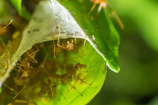 Red ant — Stock Photo, Image