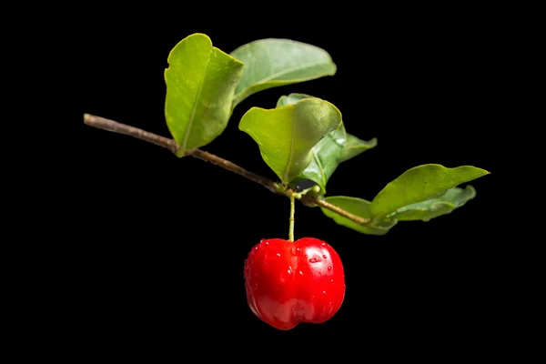 Acerola-Frucht — Stockfoto