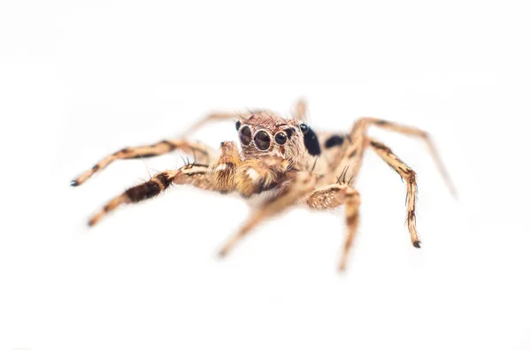 Hyppäävä hämähäkki — kuvapankkivalokuva